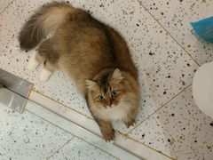 -猫域·湾主题猫咖·宠物吧(南坪城市广场店)
