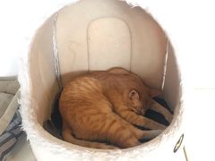 -Cappucimeow猫咪咖啡馆(韦伯时代店)