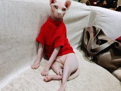 -藏猫猫咖啡主题馆(中央大道店)