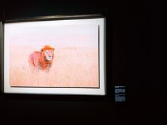 -罗红摄影艺术馆