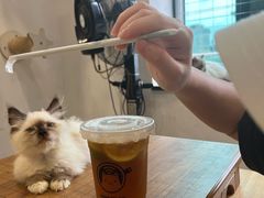 -楼上猫咖(罗湖店)