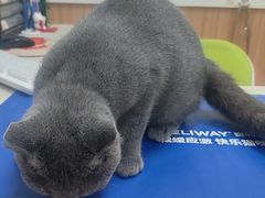 -瑞鹏宠物医院·夜间急症·心超·猫科(祖庙分店)