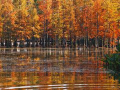 -白鹭湾湿地公园