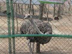 -大连铭湖国际观光牧场