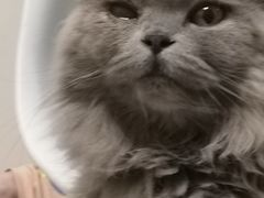 -团子家猫咪猫咖馆·柯基·柯尔鸭
