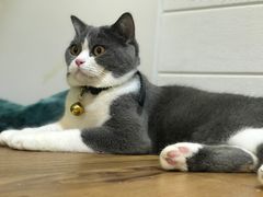 -李小姐の猫咖啡馆(五角场店)
