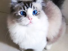 -PETKIT 小佩宠物·德文赛凯猫舍