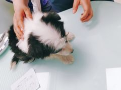 -宠福鑫康馨动物医院·骨科·眼科