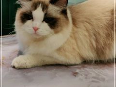 -喵喵咪呀布偶猫咖(春熙路店)