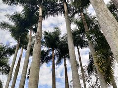-深圳仙湖植物园