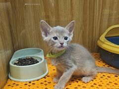 -欣宠猫屋·矮脚拿破仑·蓝金金渐层