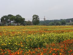 -花博汇(知音花月夜)