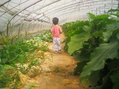 -庞各庄翠芳园西瓜蔬菜基地采摘园