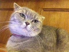 -猫色咖啡·猫咖