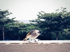 -白沙湾海滩