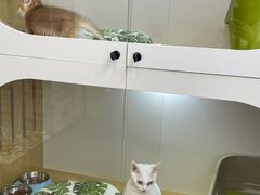 -青奢宠物·青奢猫舍