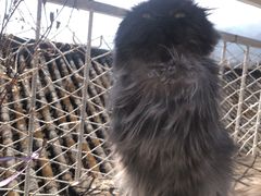 -喵屿·大理花园猫咖