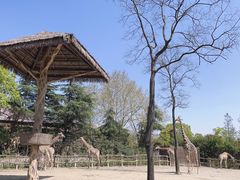 -上海野生动物园