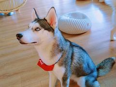 -Husky Go! 哈士奇体验馆·宠物咖啡厅狗咖