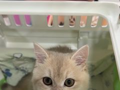 -佳雯宠物医院·皮肤科·内外科(春晓路分院)