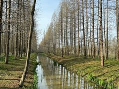 -黄海国家森林公园