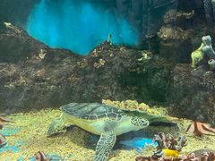 -华夏文旅海洋公园