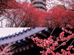 -洋湖国家湿地公园