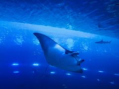 -迪拜水族馆及水下动物园