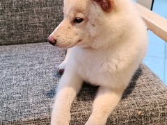 -南京Hallo宠物乐园·哈罗犬舍·柴犬繁育基地