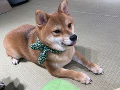 -逗柴咖啡屋·狗咖猫咖宠物桌游