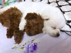 -美迦爱-牙专科·兔科·骨科诊疗中心(北苑店)