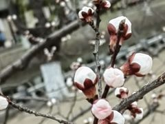 -桃花堤公园