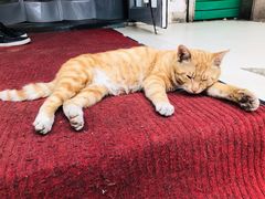 -阿叶羊杂碎(前进街店)