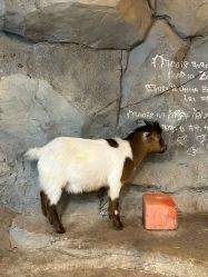 -Zoolung Zoolung动物主题公园(海信广场店)