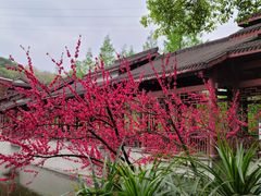 -重庆彩云湖湿地公园
