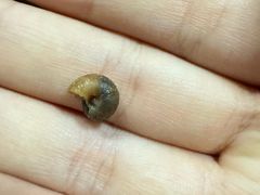 -胡麻(静安嘉里店)