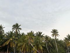 -东郊椰林