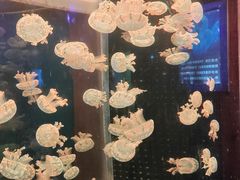 -多彩贵州城极地海洋世界