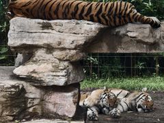 -上海野生动物园老虎餐厅