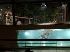 -清迈夜间动物园