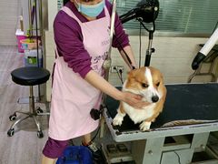 -暖阳宠物医院·犬猫康复中心·骨科