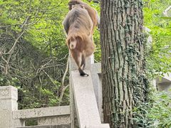 -苏州上方山国家森林公园
