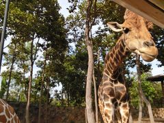 -清迈夜间动物园