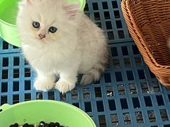 -米苏动物医院·犬猫专科·骨科外科内窥镜