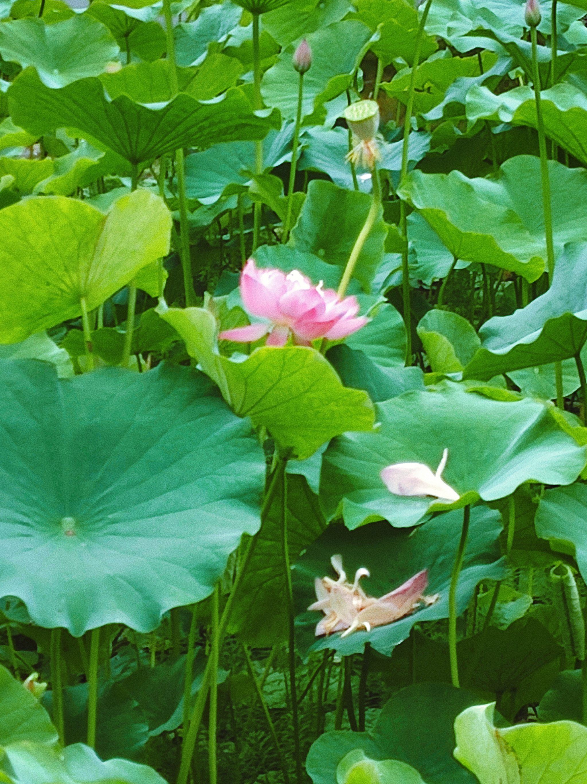 园博园的荷花开了