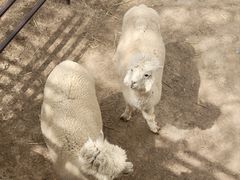 -青藏高原野生动物园