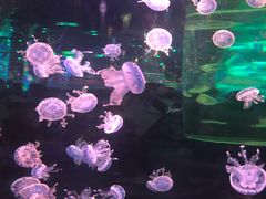 -石家庄海洋公园