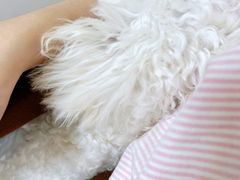 -康成宠物医院24H·CT·核磁共振