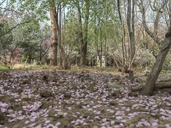 -北京鹫峰国家森林公园