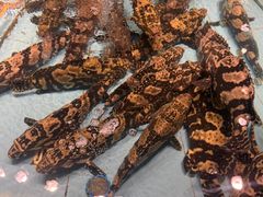 -渔傅·霞浦滩涂海鲜(建平店)